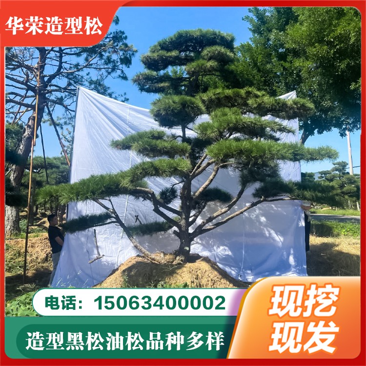 造型松 各种规格应有尽有 基地直接发货