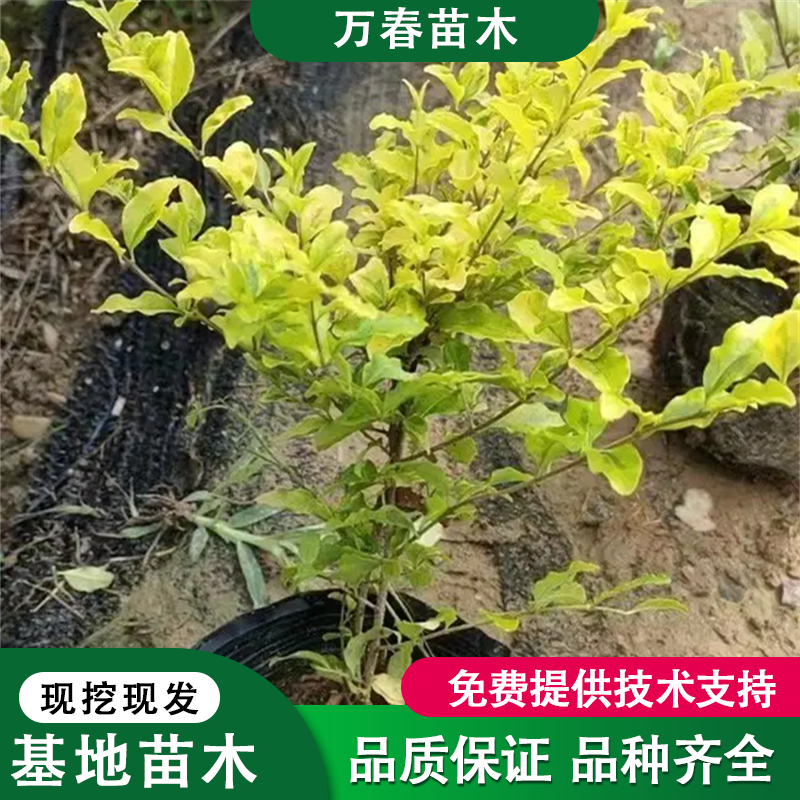 湖南亮晶女贞哪家便宜.亮晶女贞色块小苗基地供应.亮晶女贞球