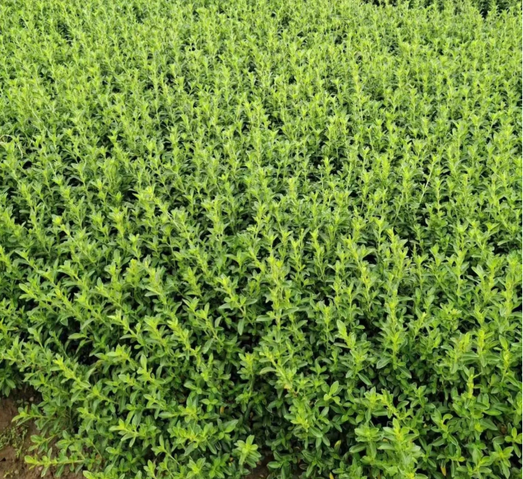 六月雪种植基地批发价格.六月雪小苗，湖南六月雪杯苗基地供应