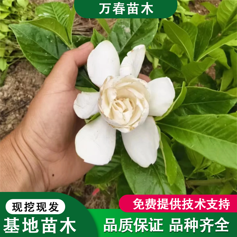 大叶桅子苗种植基地现货供应.大叶桅子小苗批发价格.80-1