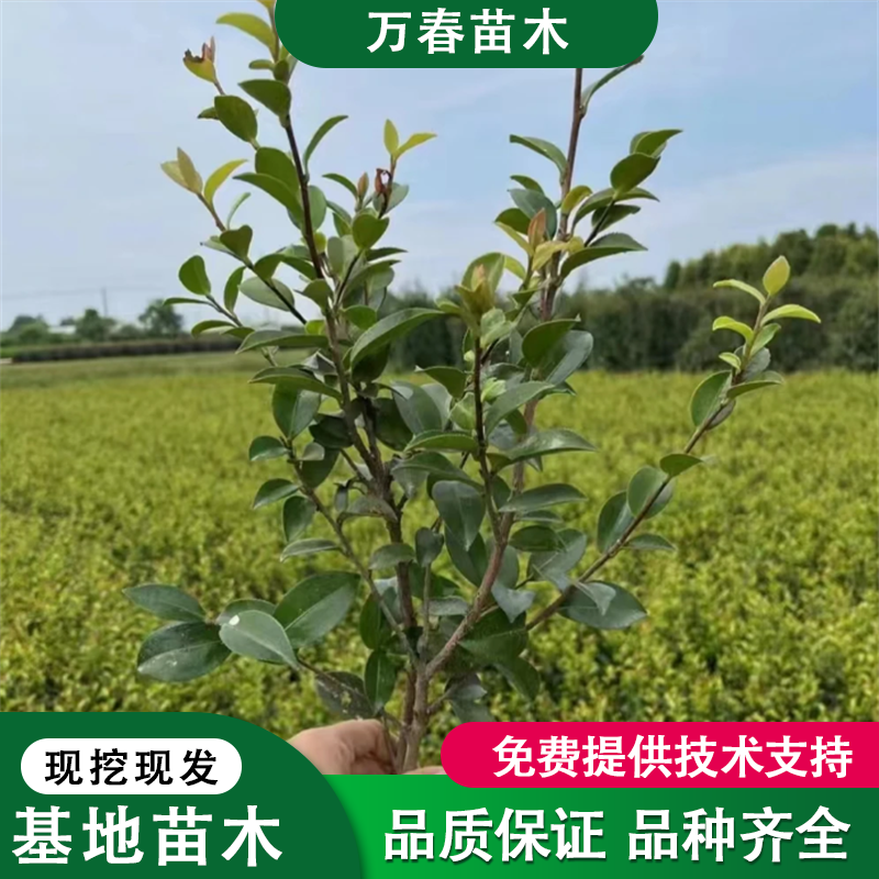 茶梅苗色块小苗种植基地.茶梅小苗现货供应.80-100冠茶