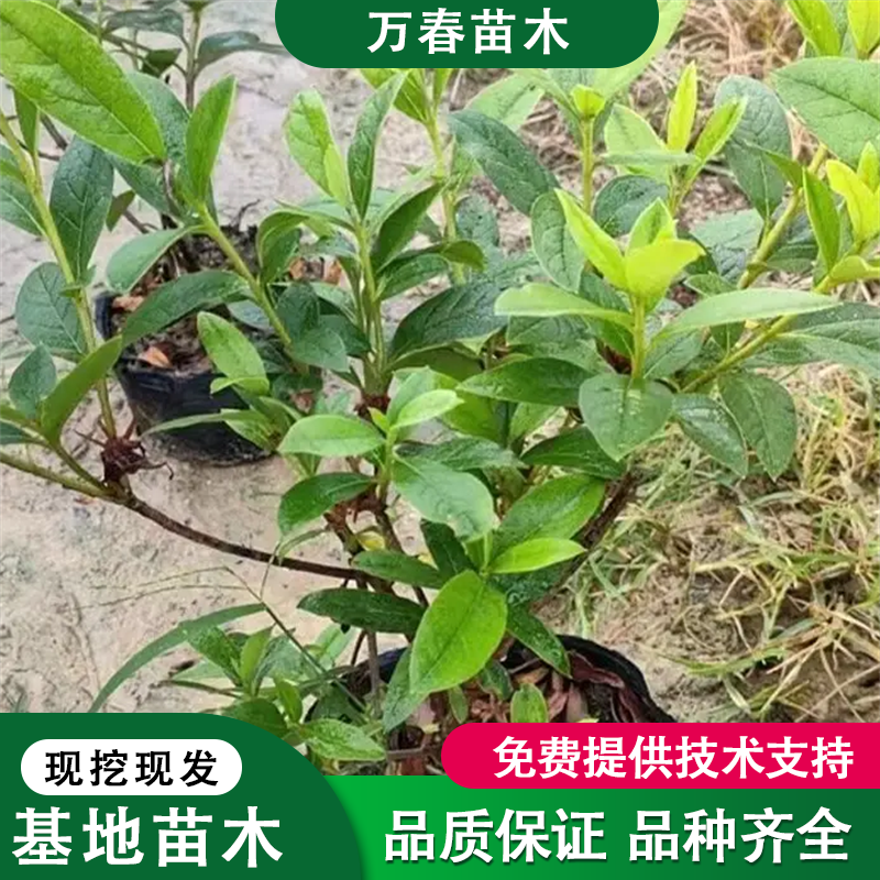 贵州春鹃苗批发价格.春鹃球.春鹃色块小苗现货.现挖现发全国